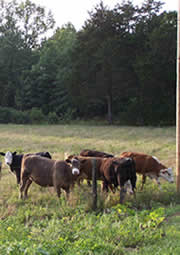 Missouri Grass Fed Beef First-Time Customer Center
