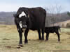 Animal Health