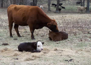 Missouri Grass Fed Beef First-Time Customer Center