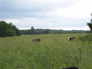 Missouri Grass Fed Beef