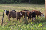 Herd of beef cattle