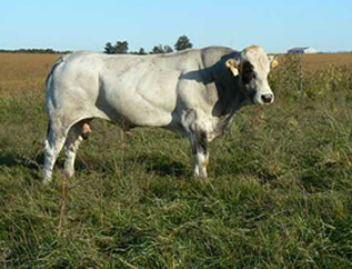 Missouri Grass-Fed Beef Piedmontese Bull